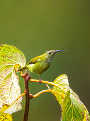 Green-tailed sunbird (Aethopyga nipalensis) Female