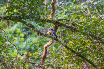 Andaman cuckooshrike (Coracina dobsoni) at South Andaman, India