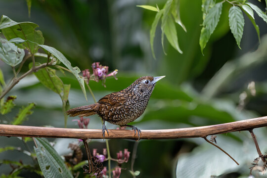 Cachar Wedge-billed Babbler (Chevron-breasted Babbler) (Stachyris roberti) is a gregarious babbler with a dark back and underparts spangled with scaly silver markings.