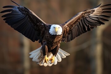 Bald Eagle in Flight: Magnificent Bird of Prey Soaring Through The Texas Skies