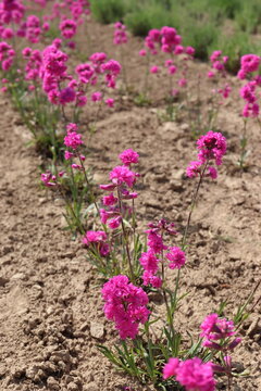 Lychnis viscaria, a perennial ornamental plant grown for its reddish-purple flowers