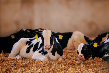 Closeup portrait of holstein calf cow lying in straw inside dairy farm with sunlight - obrazy, fototapety, plakaty