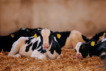 Gordijnen Closeup portrait of holstein calf cow lying in straw inside dairy farm with sunlight © Parilov