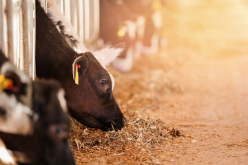 Closeup portrait of holstein calf in barn of dairy farm with sunlight.