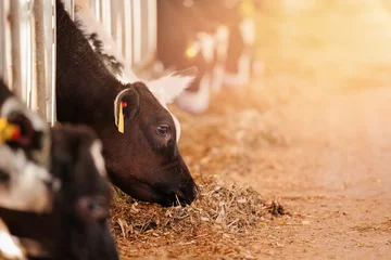 Foto op Plexiglas Closeup portrait of holstein calf in barn of dairy farm with sunlight. © Parilov