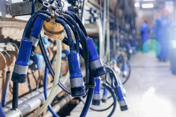 Closeup milking suction machine with teat cups working with cow udder at cattle dairy farm. Concept...