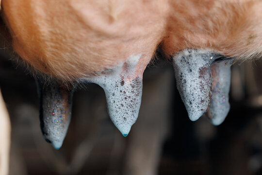 Closeup iodine on cow udder for disinfection and health care vs mastitis