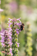 A bee collects pollen on Purple Betony flowers or Betony, Wood Betony, Bishopwort, Bishop's Wort.