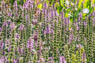 Obraz premium Close up of stachys officinalis, Betonica officinalis foliage.