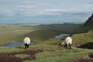 Fototapeta premium Sheep world in Scotland
