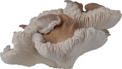edible mushroom cut out on transparent background.