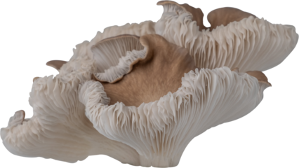 edible mushroom cut out on transparent background.