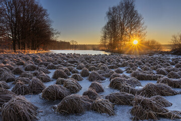 Frozen bunch of dry grass on winter pond shore at sunrise. Czech landscape background