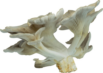 edible mushroom cut out on transparent background.