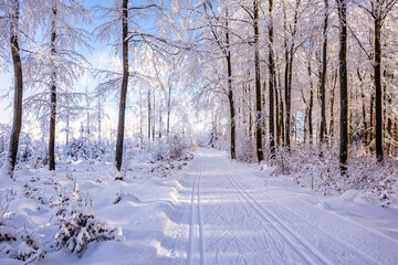 Obraz premium Langlaufrunde bei bestem Kaiserwetter im verschneiten Thüringer Wald bei Floh-Seligenthal - Thüringen - Deutschland