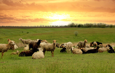 sheeps in the green pasture - 715729105