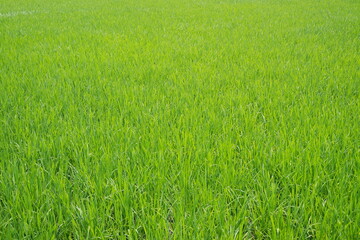 Obraz premium Green rice field in the countryside