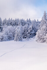 Langlaufrunde bei bestem Kaiserwetter im verschneiten Thüringer Wald bei Floh-Seligenthal - Thüringen - Deutschland