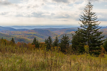 pine forest in the mountains
