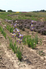 Iris germanica, blue iris grown in a field