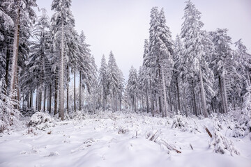 Langlaufrunde bei bestem Kaiserwetter im verschneiten Thüringer Wald bei Floh-Seligenthal - Thüringen - Deutschland