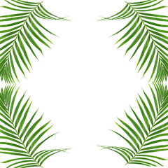 Green Leaves Border or Frame with white background, Transparent background