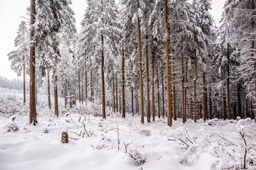 Langlaufrunde bei bestem Kaiserwetter im verschneiten Thüringer Wald bei Floh-Seligenthal - Thüringen - Deutschland