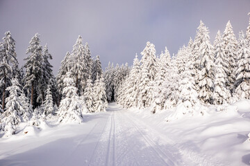 Langlaufrunde bei bestem Kaiserwetter im verschneiten Thüringer Wald bei Floh-Seligenthal - Thüringen - Deutschland