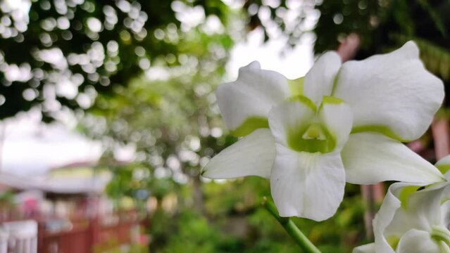 Beautiful Dendrobium orchid flower,  Liberty White.