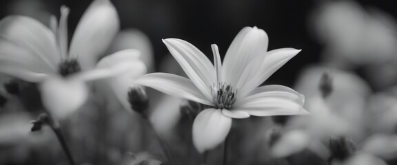 Dark shallow focus close-up of flowers in black and white