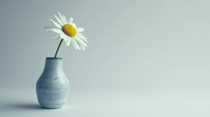 Single daisy in a vase against a plain white background.