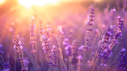 Fototapeten Wide field of lavender in summer sunset, panorama blur background. Autumn or summer lavender background. Shallow depth of field. --ar 16:9 --v 6 Job ID: c9e7e680-9313-4eae-bc8d-e3bd5bdcfd7e © atmospherestock