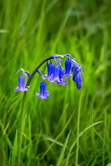 English bluebell or Hyacinthoides in spring