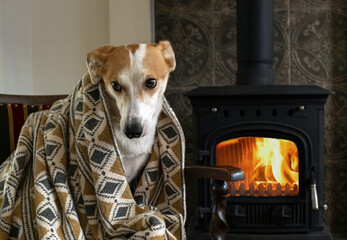 dog fireplace plaid blanket home sad old-fashioned wood cold firewood