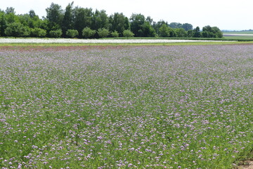 A field of wild medicinal herbs