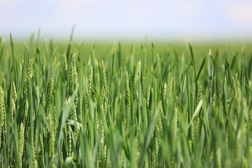 sprouts of wheat on the field