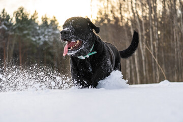 Frosty Fur Elegance: Black Lab's Winter Reverie. Winter Grace of a Black Labrador. Winter Charm. Winter Wonderland Labrador Retriever. Noir Nuzzles in Snow: Winter's Embrace by a Black Lab.
