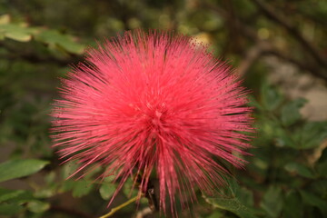 flower of a thistle