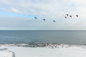 Canada geese and other birds seen along a winter-day shore of Lake Ontario in Toronto.