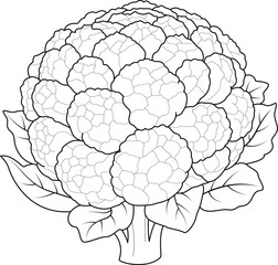 Hand drawn cauliflower coloring page. Illustration vegetable coloring book 