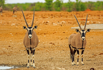 Naklejka na ściany i meble Two Gemsbok Oryx standing and looking directly into camera