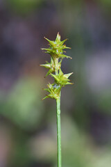 Star sedge, Carex echinata, also known as  or little prickly sedge, wild plant from Finland