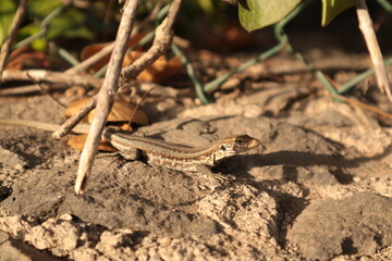 lizard on a stone