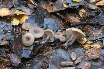 Twotone Funnel, Clitocybe metachroa, wild mushroom from Finland