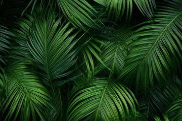 Foto op Canvas Tropical leaves background,  Green palm leaves texture,  Natural pattern © Twisted