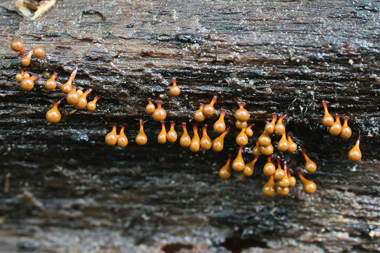 Hemitrichia clavata, a slime mold from Finland, no common English name