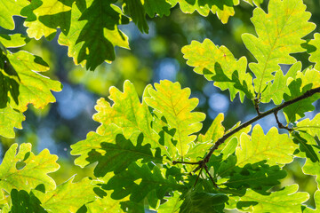 Green oak leaves background. Plant and botany nature texture. green oak leaves in woods