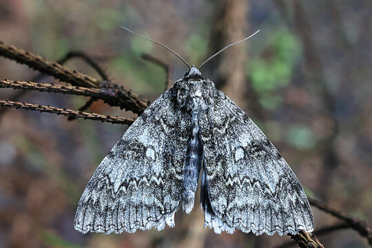 Blue underwing, Catocala fraxini, also known as Clifden nonpareil moth