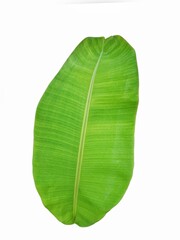 Fototapeta premium green leaf isolated on white