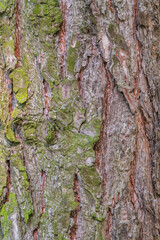 Black pine bark detail. Latin name - Pinus nigra. Pinus nigra, the Austrian pineor black pine bark